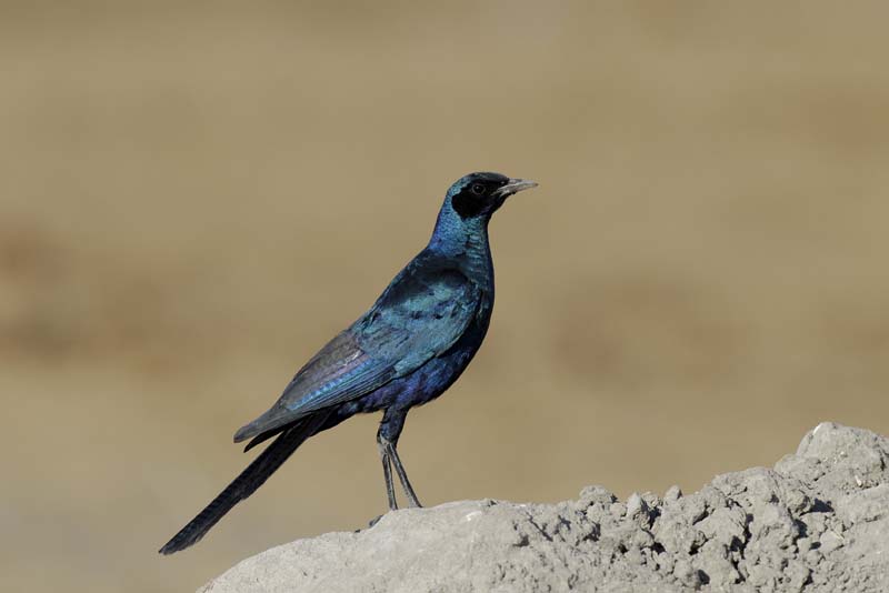 2827_Botswana_Khwai_Choucador_de_Burchell