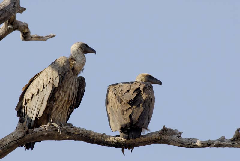 3397_Botswana_Savuti_Vautour_africain