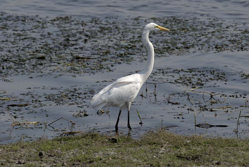 3809_Botswana_Chobe_Grande_Aigrette