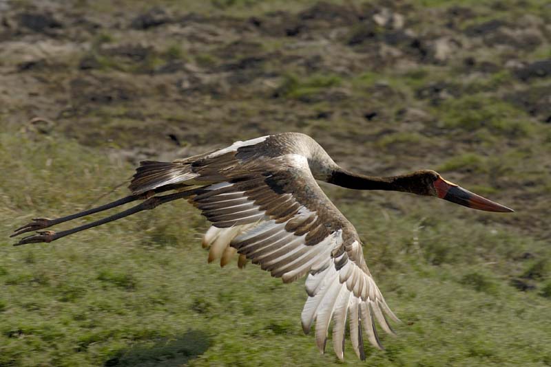 3827_Botswana_Chobe_Jabiru_d_Afrique
