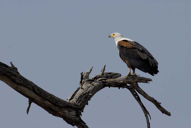 3832_Botswana_Chobe_Aigle_pecheur