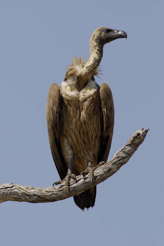 3863_Botswana_Chobe_Vautour_africain