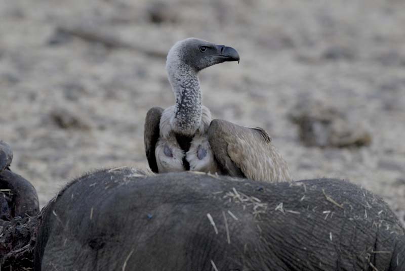 4095_Botswana_Chobe_Vautour_africain