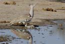 2746_Botswana_Khwai_Outardes_kori
