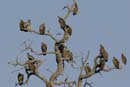 3417_Botswana_Savuti_Vautour_africain