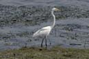 3809_Botswana_Chobe_Grande_Aigrette