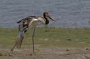 3823_Botswana_Chobe_Jabiru_d_Afrique