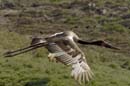 3827_Botswana_Chobe_Jabiru_d_Afrique