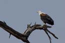 3832_Botswana_Chobe_Aigle_pecheur