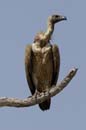 3863_Botswana_Chobe_Vautour_africain