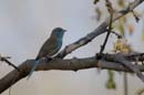 3870_Botswana_Chobe_Cordonbleu_de