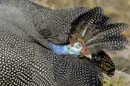 4364_Botswana_Chobe_Pintade_de_Numidie_1