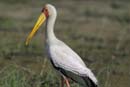 4532_Botswana_Chobe_Tantale_ibis