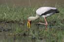 4544_Botswana_Chobe_Tantale_ibis