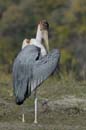 4665_Botswana_Chobe_Marabouts_d_Afrique