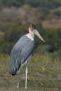 4673_Botswana_Chobe_Marabouts_d_Afrique