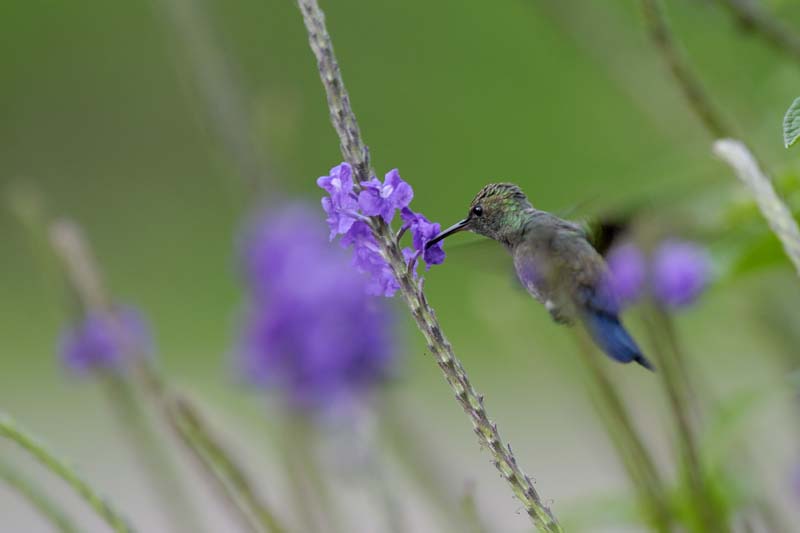 2346_CostaRica_Monteverde_Colibris_