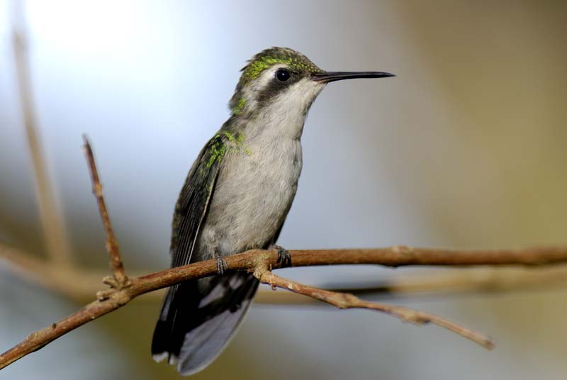 2358_CostaRica_Monteverde_Colibris_