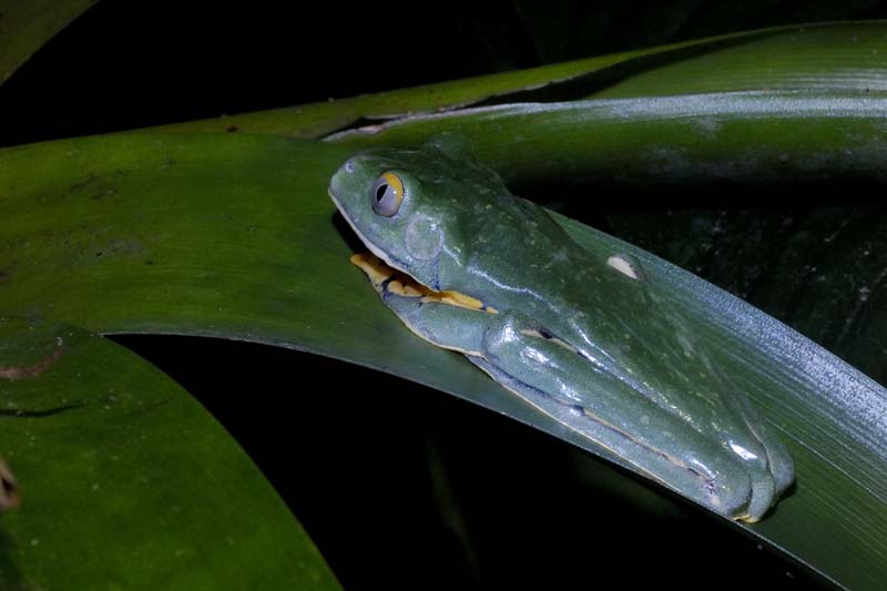 2274_CostaRica_Monteverde_