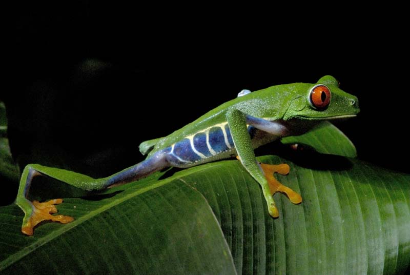 2318_CostaRica_Monteverde_Rainette_aux_yeux_rouges_