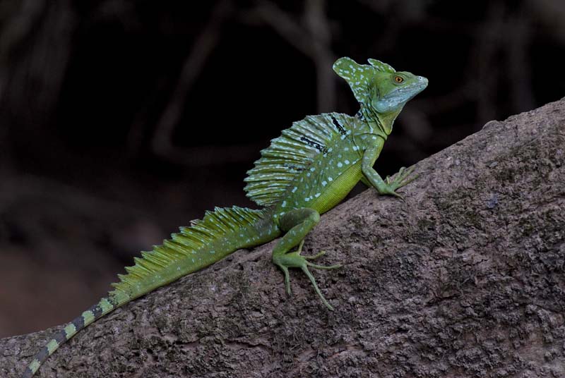 0880_CostaRica_Cano_Negro_Basilisc_vert_