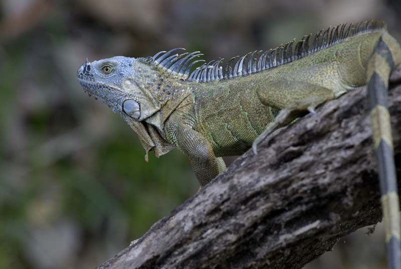 0903_CostaRica_Cano_Negro_Iguane_