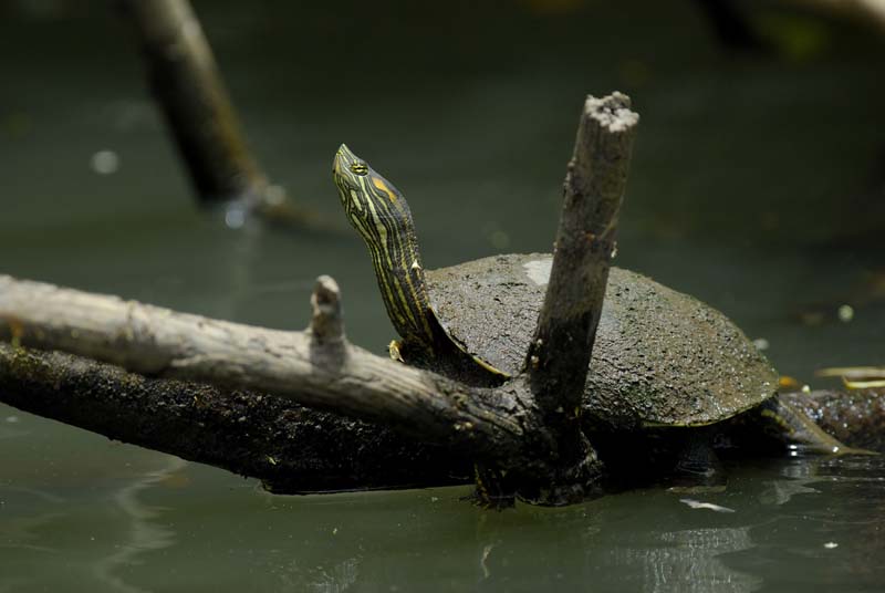 1082_CostaRica_Cano_Negro_Tortue_