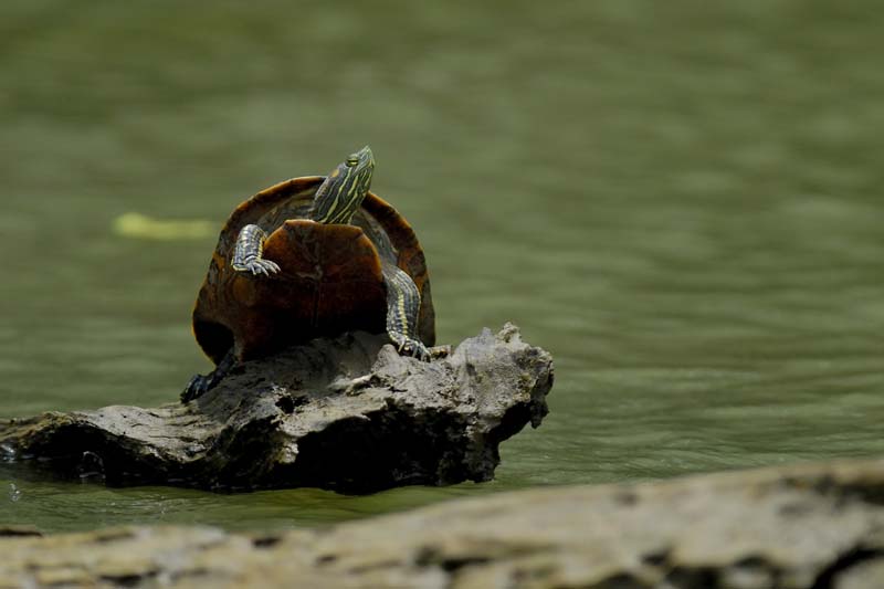 1130_CostaRica_Cano_Negro_Tortue_