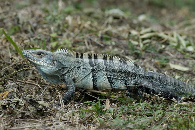 1643_CostaRica_Rincon_de_la_Viejas_Iguane_