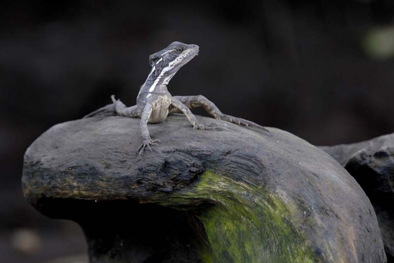 2055_CostaRica_Palo_Verde_Basilisc_brun_