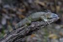0896_CostaRica_Cano_Negro_Iguane_