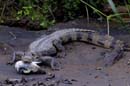 0972_CostaRica_Cano_Negro_Crocodile_