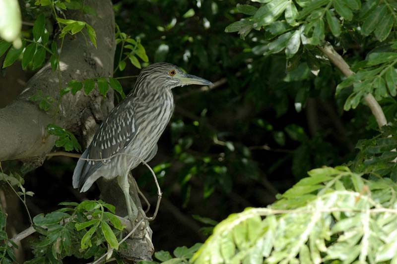 004_1798_CostaRica_Palo_Verde_Bihoreau_gris_juv_