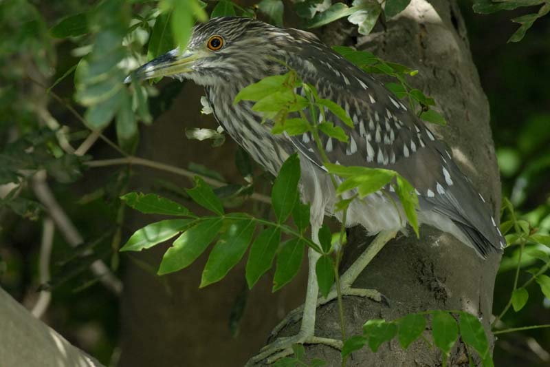 004_1803_CostaRica_Palo_Verde_Bihoreau_gris_juv_
