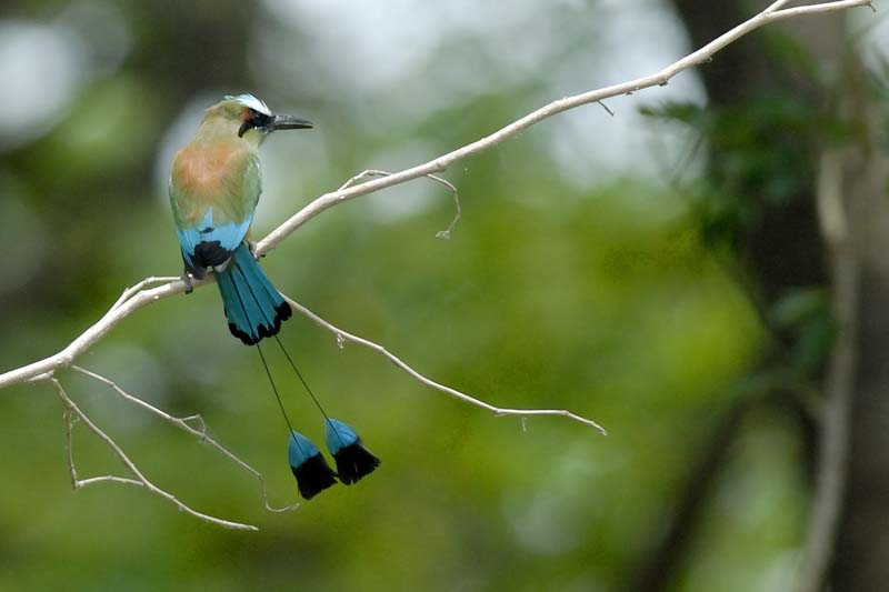 006_2007_CostaRica_Palo_Verde_Motmot_a_sourcils_bleus_