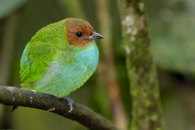 0346_CostaRica_La_Paz_Calliste_rouverdin_