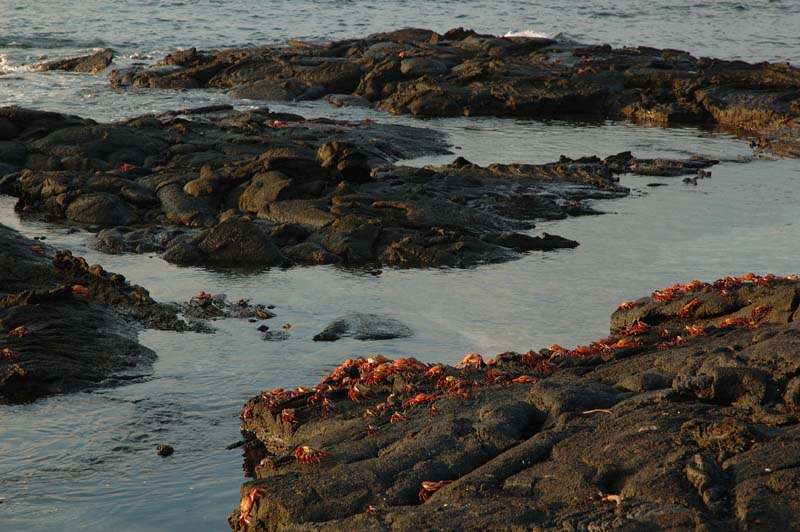 06_1820_GALAPAGOS_ISABELA_FERNANDINA