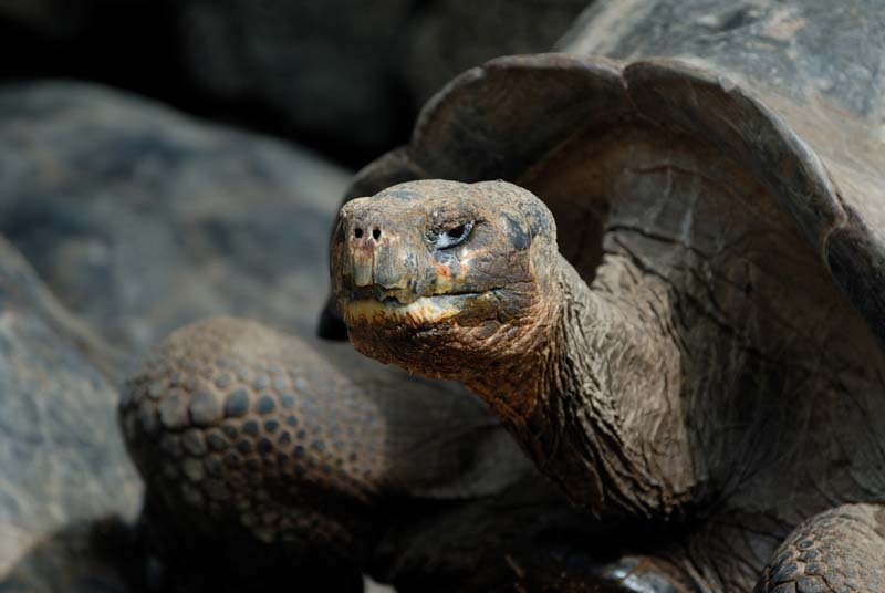 12_3978_GALAPAGOS_SANTA_CRUZ