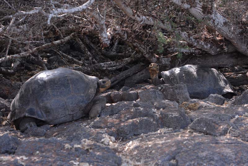 16_4002_Galapagos_Santa_Cruz