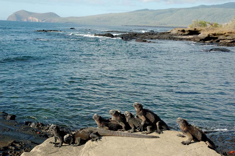 04_1391_GALAPAGOS_SANTIAGO_RABIDA
