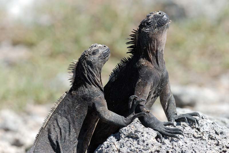06_3512_GALAPAGOS_PLAZA_SUD