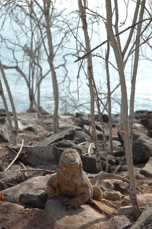 16_3253_GALAPAGOS_SANTA_FE