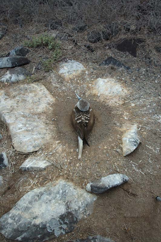 2874_GALAPAGOS_ESPAGNOLA