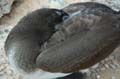 2852_GALAPAGOS_ESPAGNOLA