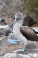 2885_GALAPAGOS_ESPAGNOLA
