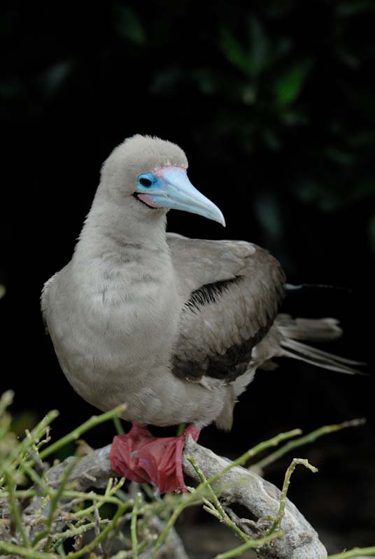 0303_GALAPAGOS_GENOVESA