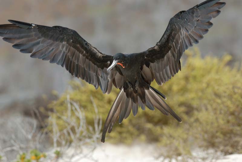 2495_GALAPAGOS_FLOREANA