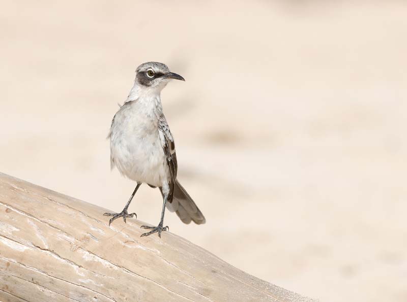 3283_GALAPAGOS_SANTA_FE