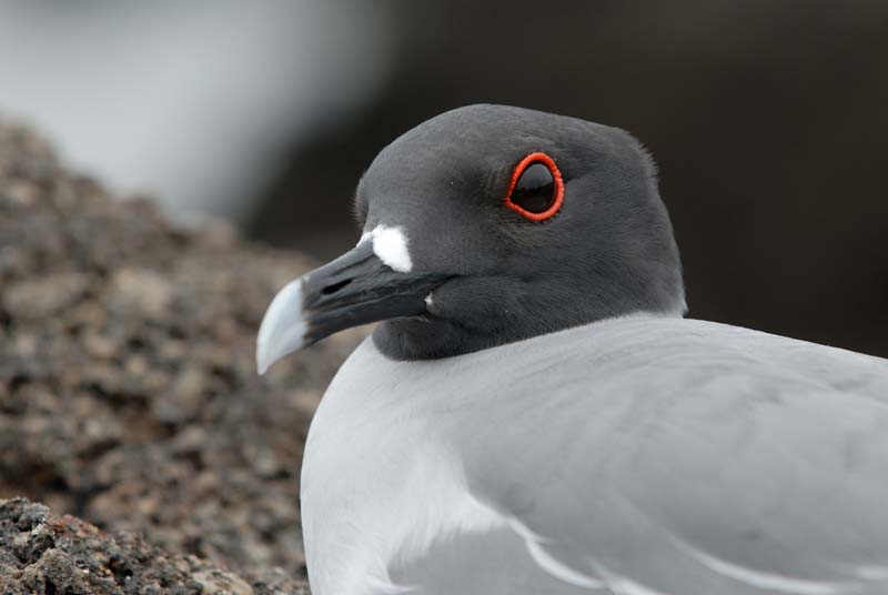 0326_GALAPAGOS_GENOVESA