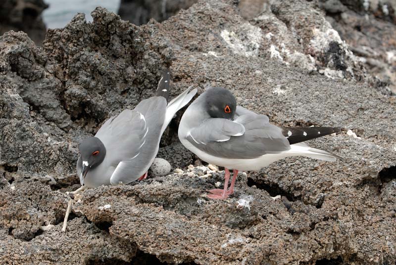 0471_GALAPAGOS_GENOVESA